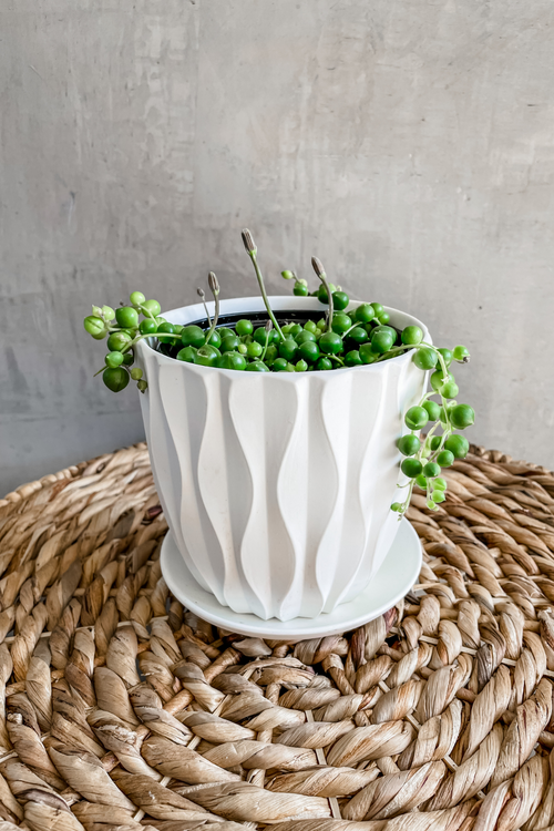 Senecio 'String of Pearls'
