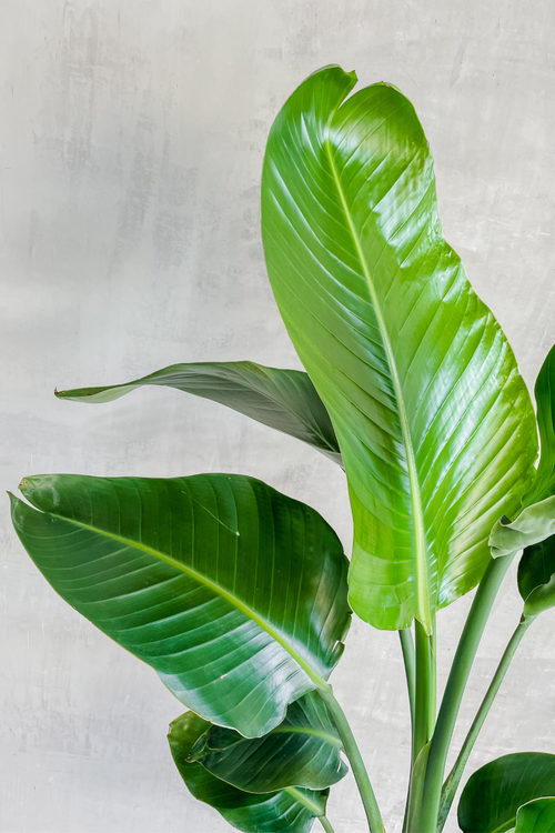 Strelitzia 'White Bird of Paradise'