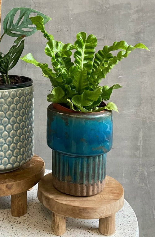 Asplenium 'Crispy Wave'