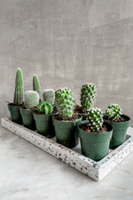 3 of 3:Cactus (Assorted Varieties)