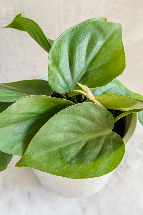 Philodendron 'Cordatum'