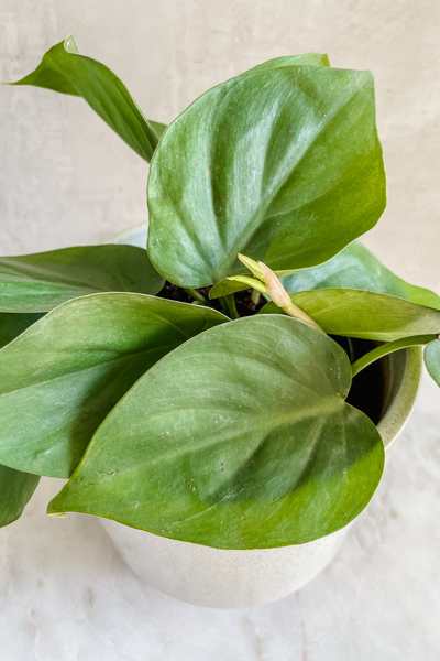 philodendron colgante Philodendron 'Cordatum' – ECOVIBE