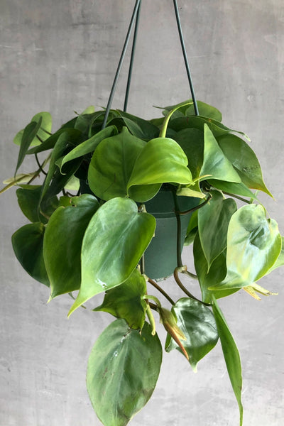 philodendron cordatum nome popular Philodendron 'Cordatum' – ECOVIBE