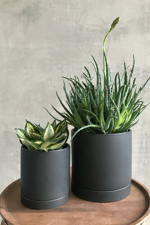 Romey Pot + Saucer in Black