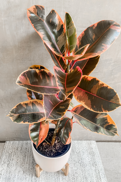 Ficus 'Elastica Ruby'