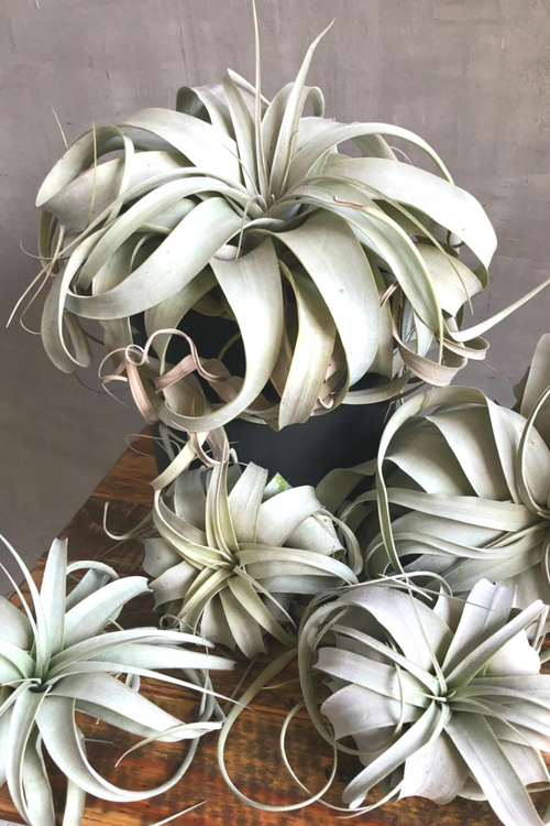 Tillandsia 'Xerographica'