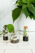 1 of 5:Mini Jar Terrarium