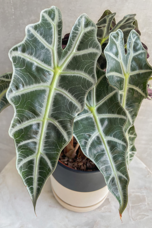 Alocasia 'Amazonica Polly'