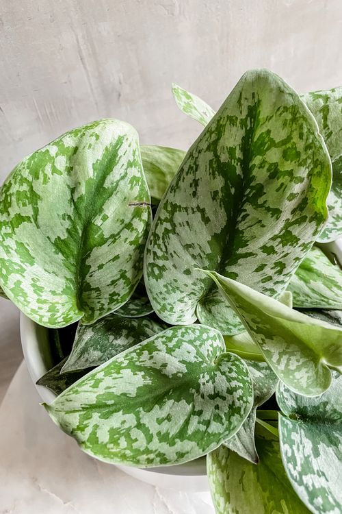 Scindapsus 'Silver Splash'