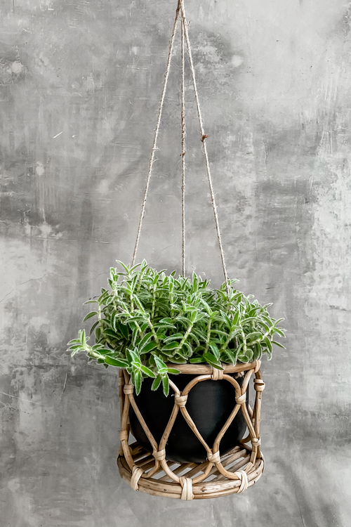 Boca Hanging Pot