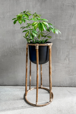 4 of 4:Boca Plant Stand