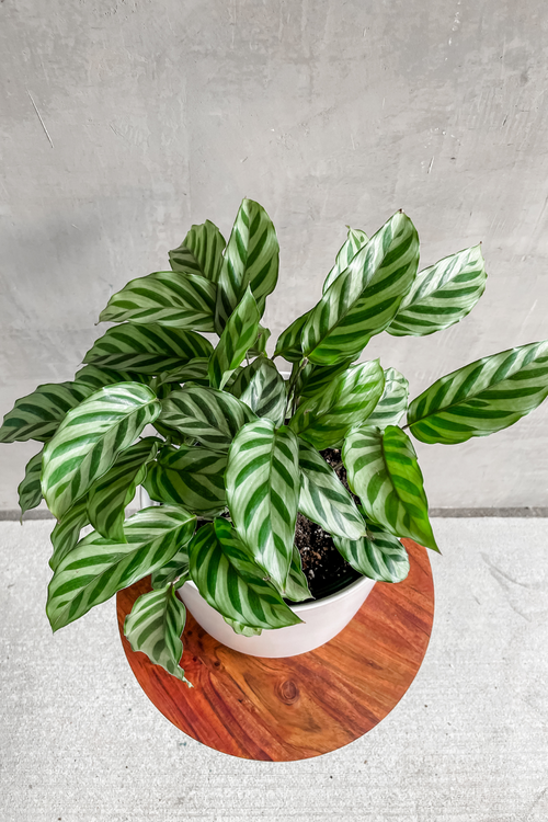 Calathea 'Concinna'
