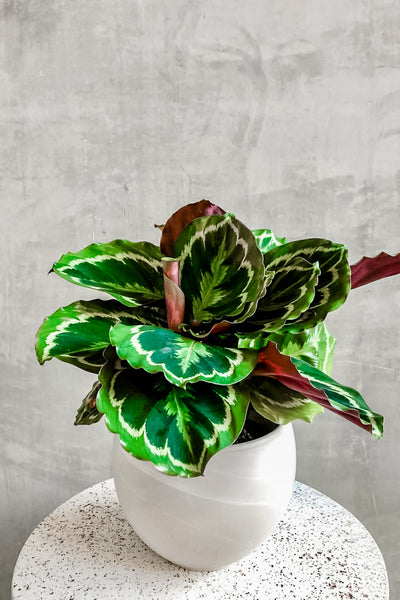 calathea medallion prayer plant Calathea 'Medallion' – ECOVIBE