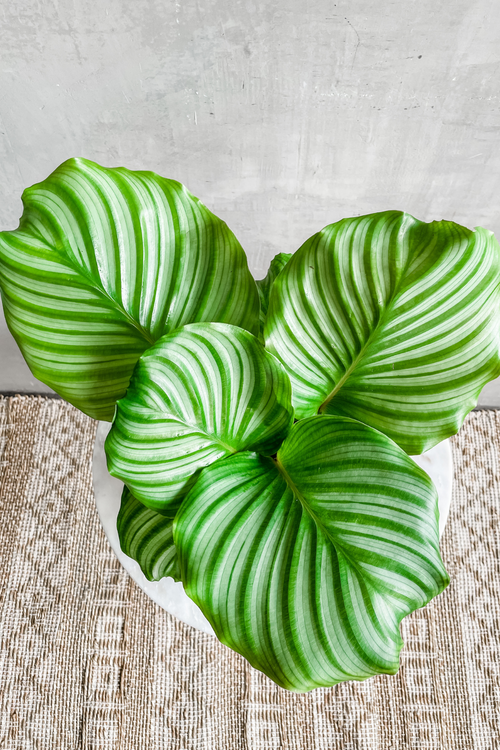 Calathea 'Orbifolia'