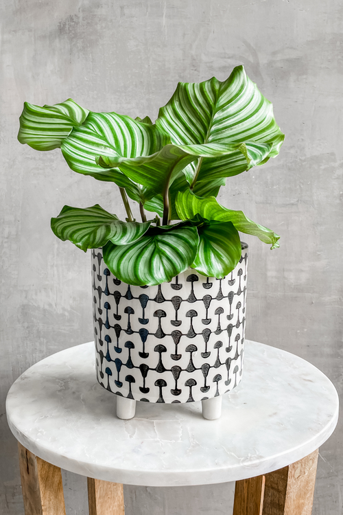 Calathea 'Orbifolia'