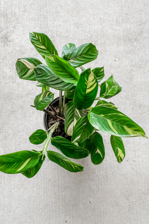 Ctenanthe Lubbersiana 'Golden Mosaic'