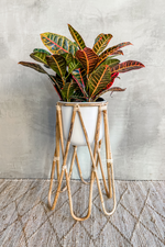 2 of 2:Metal + Bamboo Cane Plant Stand
