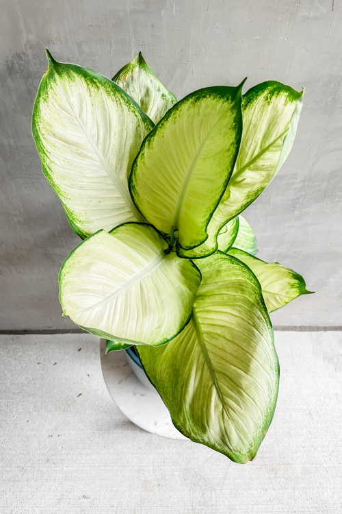 Dieffenbachia 'Camille'