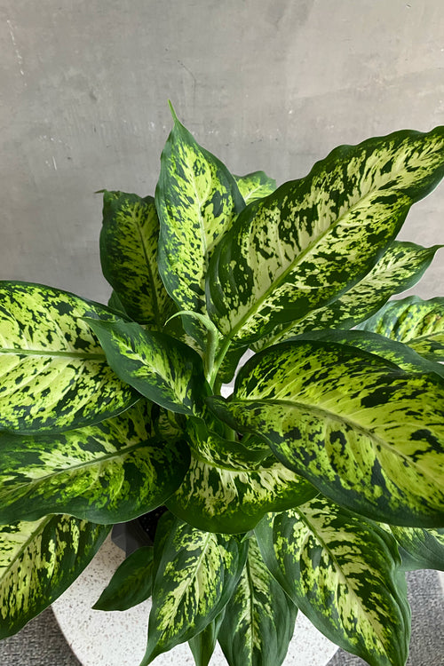 Dieffenbachia 'Reflector'