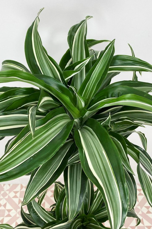 Dracaena 'White Jewel'