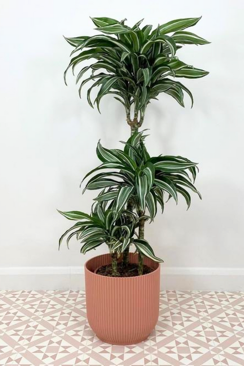 Dracaena 'White Jewel'