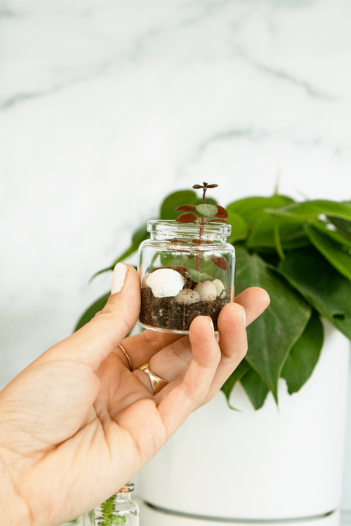 Mini Jar Terrarium