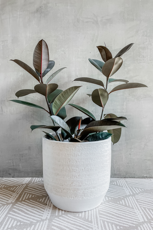 Ficus 'Elastica Burgundy'