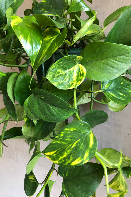 Epipremnum 'Pothos Golden'