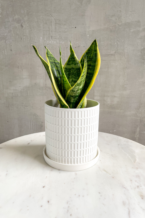Sansevieria 'Laurentii Compacta'