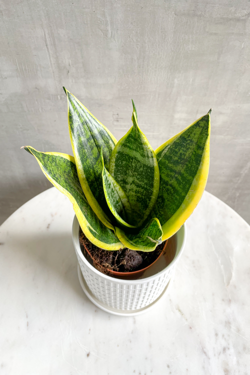 Sansevieria 'Laurentii Compacta'