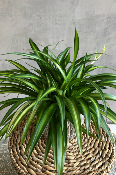 Hawaiian Spider Plant