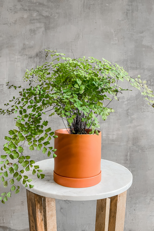 Adiantum 'Maidenhair Fern'