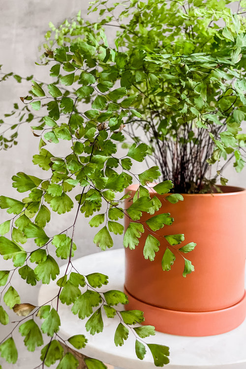 Adiantum 'Maidenhair Fern'