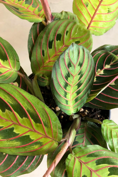 Maranta leuconeura 'Red Prayer Plant' – ECOVIBE
