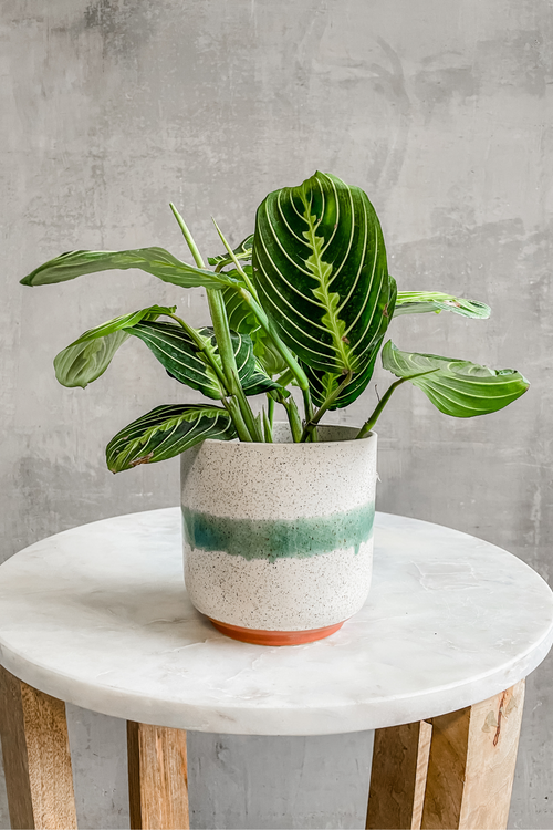 Maranta Lemon Lime 'Prayer Plant'