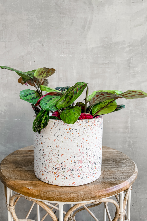 Maranta leuconeura 'Red Prayer Plant'