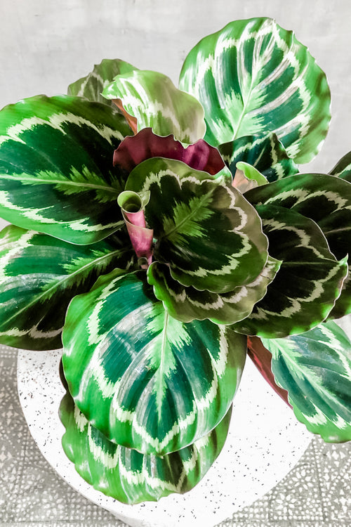 Calathea 'Medallion'