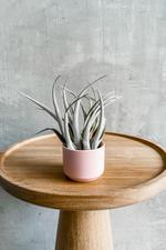 3 of 3:Kendall Pot in Blush