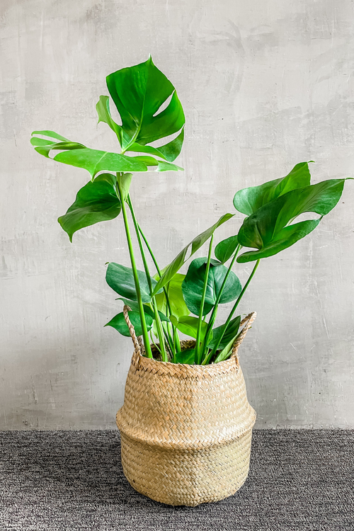 Monstera 'Deliciosa'