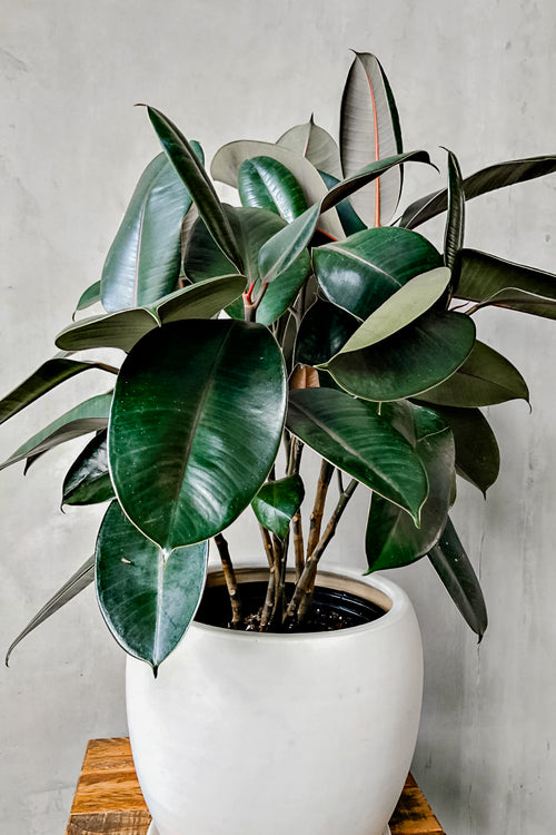 Ficus 'Elastica Burgundy'