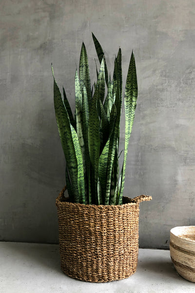 sansevieria san remo Sansevieria 'Zeylanica' – ECOVIBE