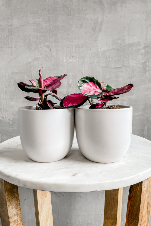 Calathea 'Roseopicta Rosy'