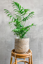 2 of 3:Tejida Plant Basket