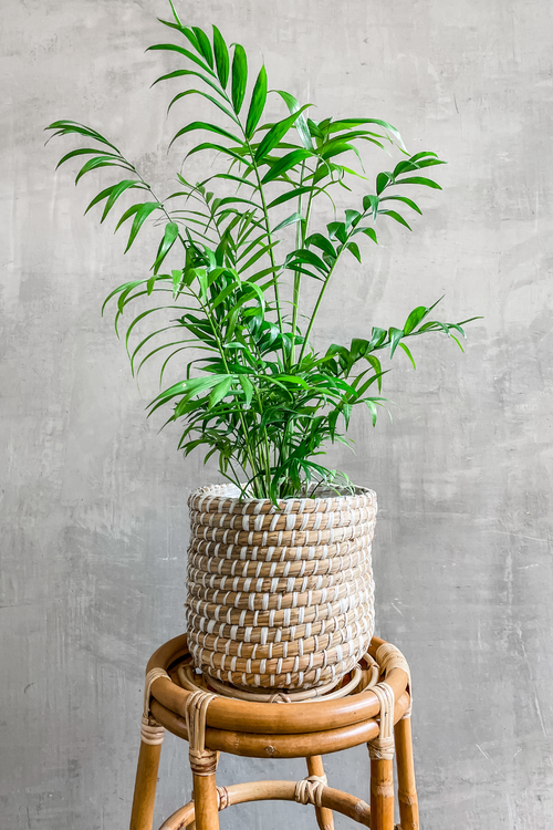 Tejida Plant Basket