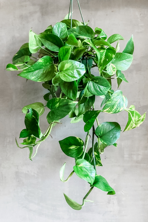 Epipremnum 'Pothos Golden'