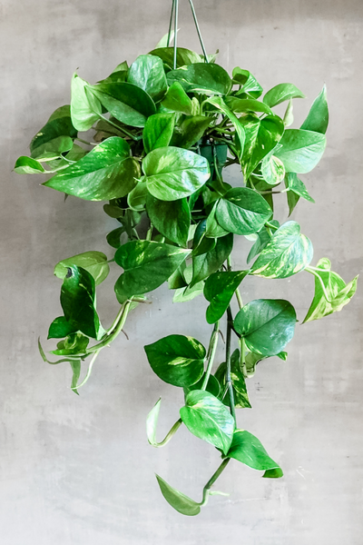 golden pothos aesthetic Epipremnum 'Pothos Golden'