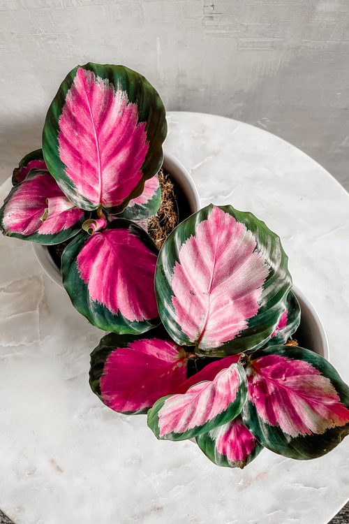Calathea 'Roseopicta Rosy'
