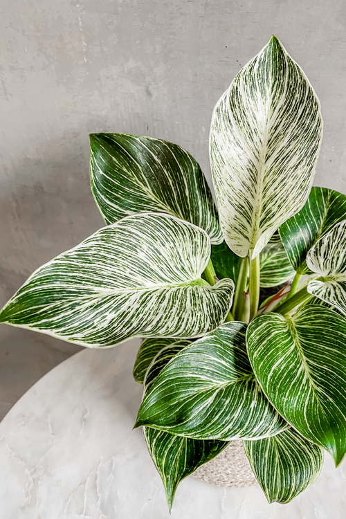 Philodendron 'Birkin'