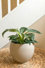 6 of 6:Philodendron 'Birkin'