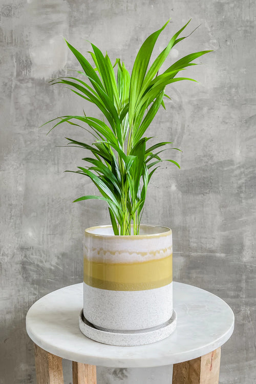 Dypsis 'Areca Palm'
